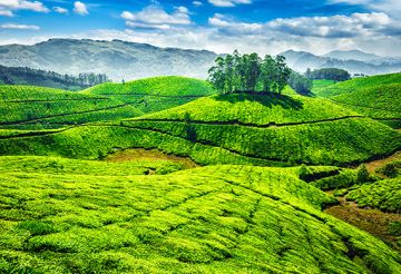 Heart-warming 2 Days Cochin to Thekkady Nature Trip Package