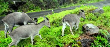 5 Days 4 Nights Munnar, Thekkady with Alleppey Wildlife Trip Package