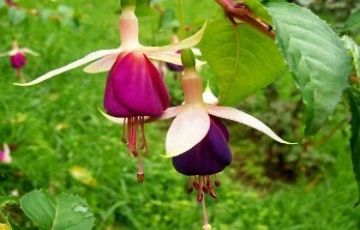 Magical Mysore Tour Package for 3 Days 2 Nights