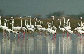 Pleasurable 7 Days 6 Nights Gir Religious Trip Package