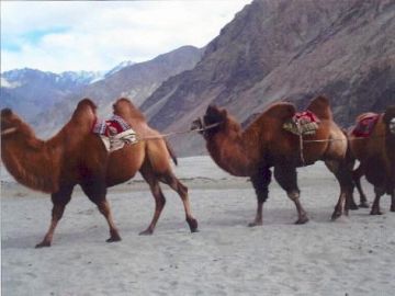 Beautiful 7 Days NUBRA VALLEY Wildlife Tour Package
