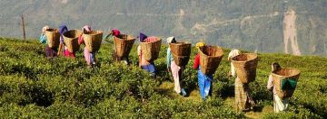 8 Days 7 Nights Darjeeling to Gangtok Hill Stations Trip Package