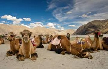 7 Days 6 Nights Leh to Pangong Trek Holiday Package