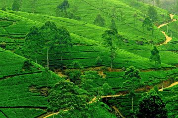 Beautiful 7 Days 6 Nights Colombo Tour Package