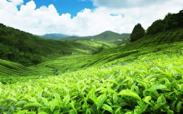 4 Days kandy, Nuwara Eliya with Colombo Beach Tour Package