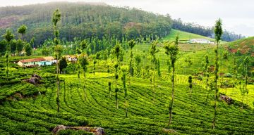 Ecstatic 3 Days Bangalore to Ooty Tour Package