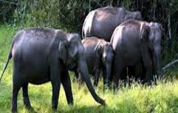 6 Days 5 Nights Ooty Family Vacation Vacation Package