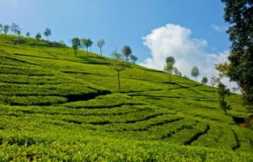 8 Days 7 Nights Bengaluru to Ooty Lake Trip Package