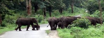 Ooty Mudumalai Coonoor