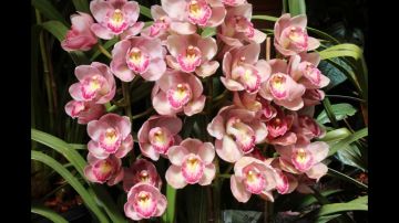 Heart-warming 5 Days 4 Nights Gangtok and Pelling Vacation Package