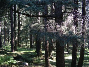 6 Days 5 Nights solang valley Shopping Tour Package