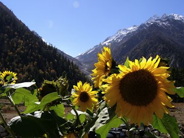 Family Getaway Kullu Tour Package for 6 Days 5 Nights