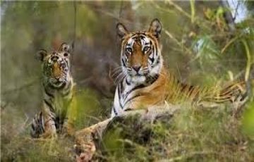 Family Getaway 2 Days Any Where to Inn Panna Vacation Package