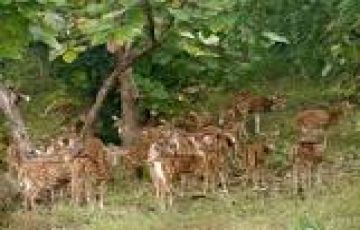 Khajuraho + Panna National Park  Tour 01 Night & 02 Days