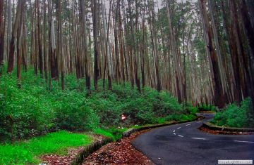Memorable 7 Days Bengaluru to OOTY Honeymoon Holiday Package
