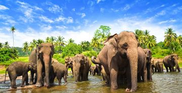 7 Days Colombo to Pinnawala Luxury Trip Package