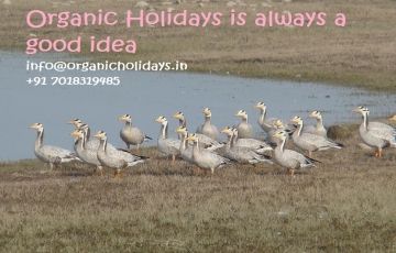 Beautiful 3 Days 2 Nights Guler Trip Package