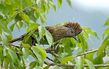 Magical 8 Days 7 Nights Pangot, Saattal, Corbett with Kathgodam Trip Package