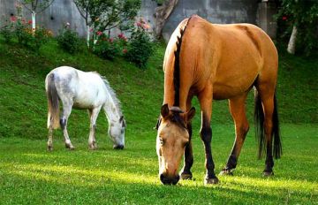 Magical 4 Days 3 Nights Katra Honeymoon Holiday Package