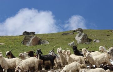 Best 5 Days 4 Nights Kufri Holiday Package