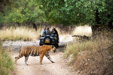 Memorable 3 Days Sawai Madhopur to Ranthambore Vacation Package