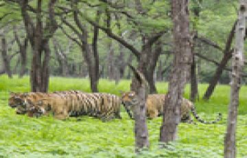 3 Days 2 Nights Ranthambhore Fort Vacation Package