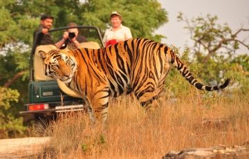 Magical 3 Days 2 Nights Ranthambore Trip Package