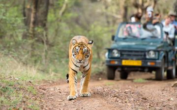 Heart-warming Ranthambhore Fort Tour Package for 3 Days from Jaipur