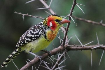 10 Days 9 Nights Lake Manyara, Ngorongoro, Olduvai Gorge and Makarot Hill Vacation Package