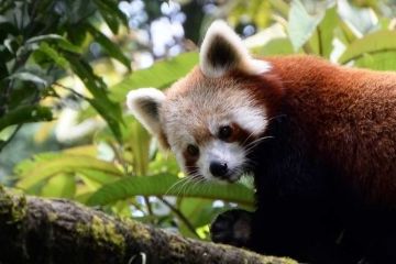 7 Days 6 Nights Siliguri to Darjeeling Hill Holiday Package