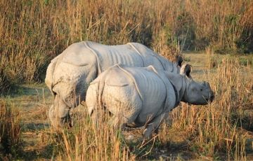 Memorable 4 Days 3 Nights corbett Vacation Package