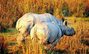 Ecstatic 4 Days 3 Nights Kaziranga National Park Trip Package