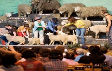 Amazing 6 Days 5 Nights Auckland Luxury Holiday Package