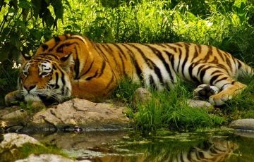 Memorable Sunderban Tour Package for 3 Days 2 Nights