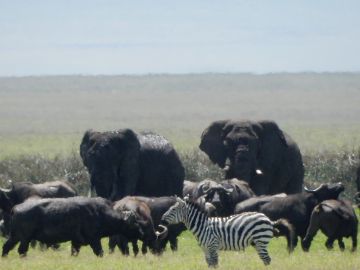 Pleasurable 6 Days 5 Nights Ngorongoro with Serengeti Vacation Package