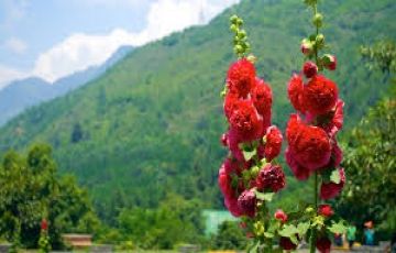 Memorable 5 Days 4 Nights gulmarg Romance Holiday Package