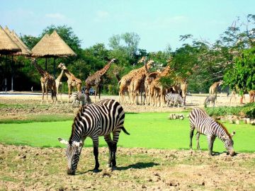 2 Days 1 Night Bangkok and Pattaya Romantic Holiday Package