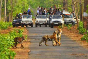 Best 3 Days Sariska National Park Nature Tour Package