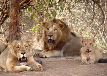Beautiful 4 Days Ahmedabad, Diu with Sasan Gir Wildlife Holiday Package
