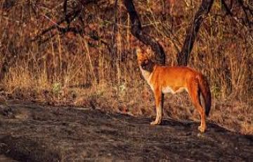 3 Days Any Where to Satpura Nature Vacation Package