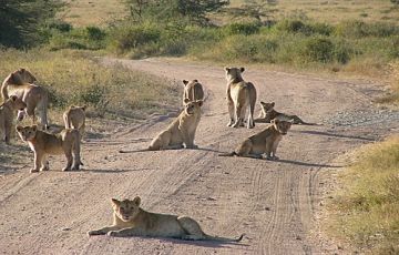 Experience 12 Days 11 Nights Masai Mara Wildlife Holiday Package