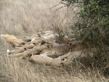Experience 5 Days 4 Nights Nairobi, Samburu with Masai Mara Wildlife Holiday Package Experience 5 Days 4 Nights Nairobi, Samburu with Masai Mara Wildlife Holiday Package