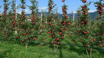 6 Days 5 Nights Manali, Kullu, Solang Valley with Shimla Temple Trip Package