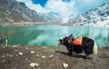 Heart-warming 9 Days 8 Nights Lachung Family Tour Package