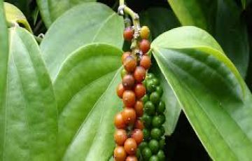 Pleasurable 7 Days 6 Nights Cochin, Munnar, Thekkady and Allepey Trip Package