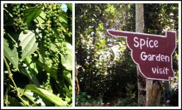 Family Getaway 7 Days Munnar Hill Vacation Package