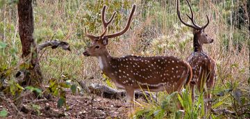 Amazing 3 Days DELHI, RANTHAMBORE to Delhi Holiday Package