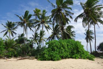 Beautiful 7 Days 6 Nights Colombo Tour Package