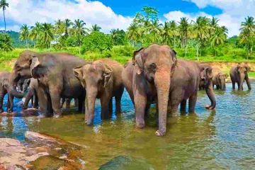 Beautiful 4 Days Katunayake to Negombo Honeymoon Vacation Package