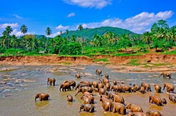 Family Getaway 4 Days Colombo to Nuwara Eliya Tour Package